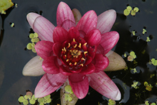 Nymphaea 'Firecrest'Waterlelie bestellen